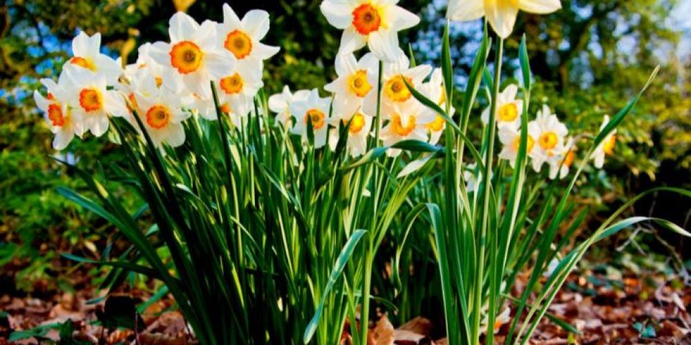 Picture of a daffodil flower