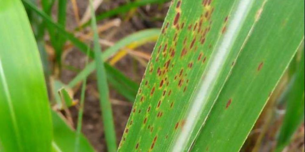 Picture of eye spot disease on sugarcane