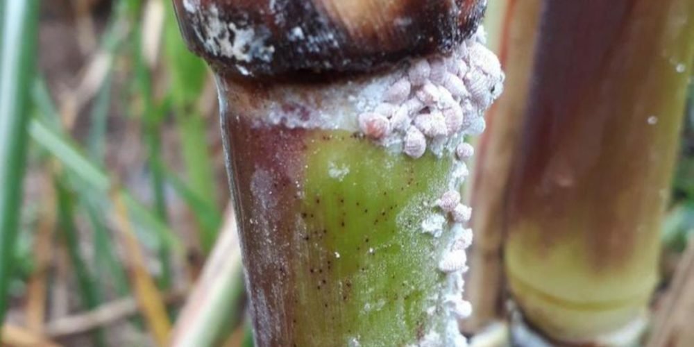 Picture of cane mealybug disease