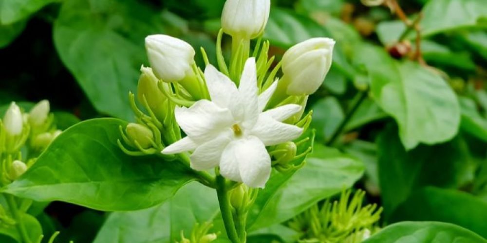 Picture of jasmine flower