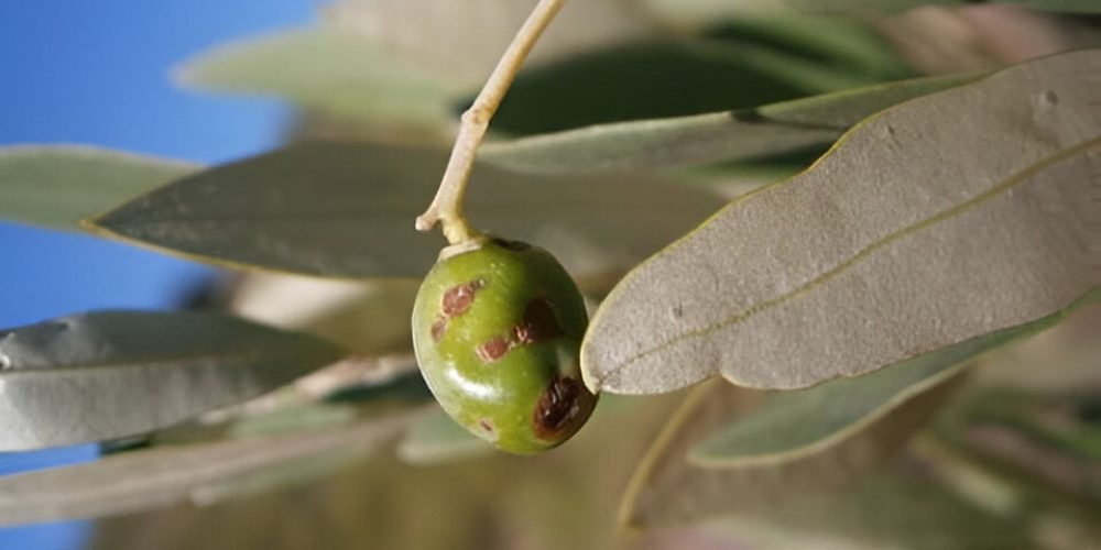 Olive thrips - world of plants