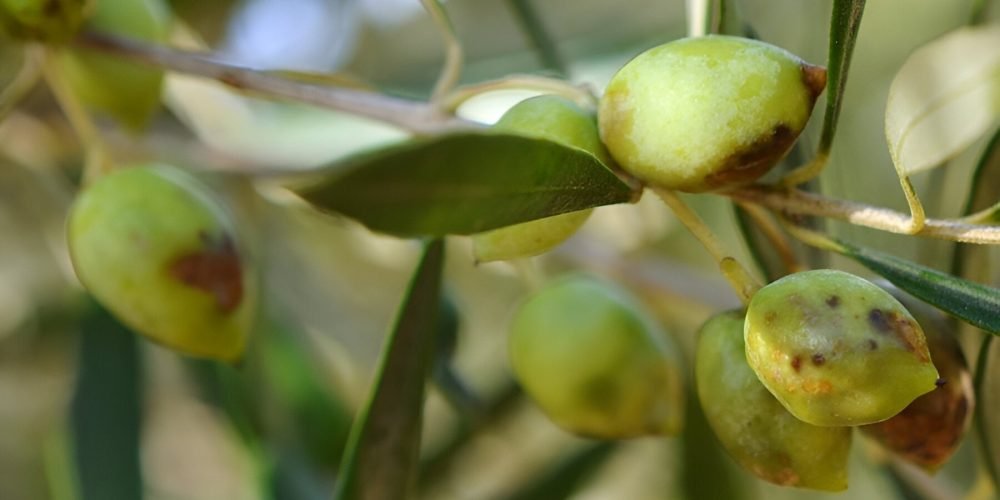 Olive fruit fly - the world of plants