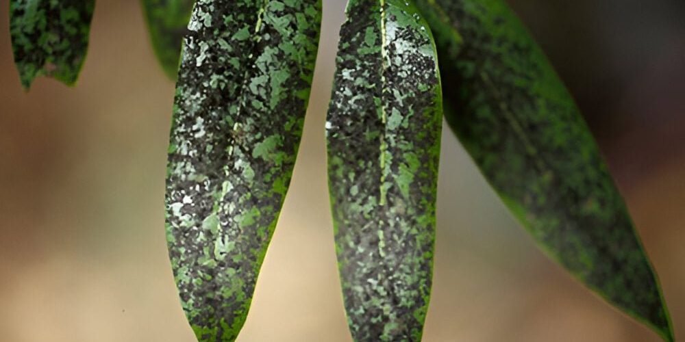 Psylla olive - the world of plants