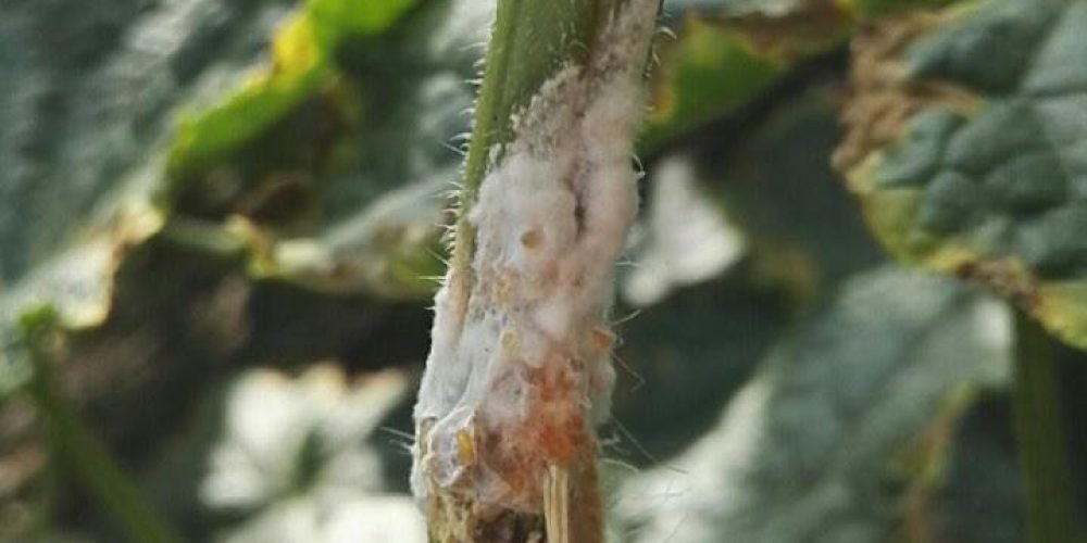 Sclerotinia stem rot disease - Plant World