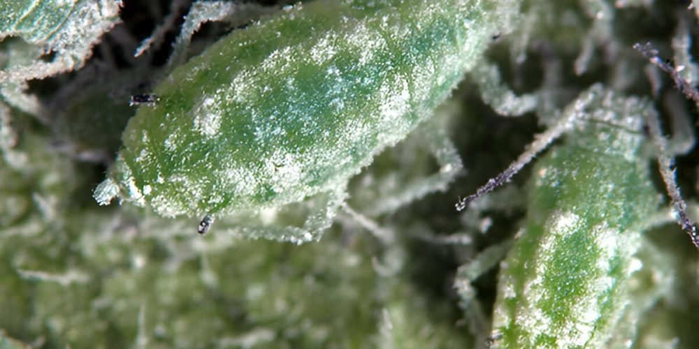 From the mealybug - the world of plants